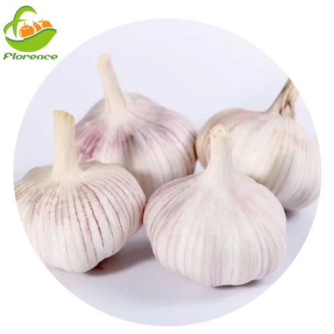 China Garlic Price Garlic Normal White