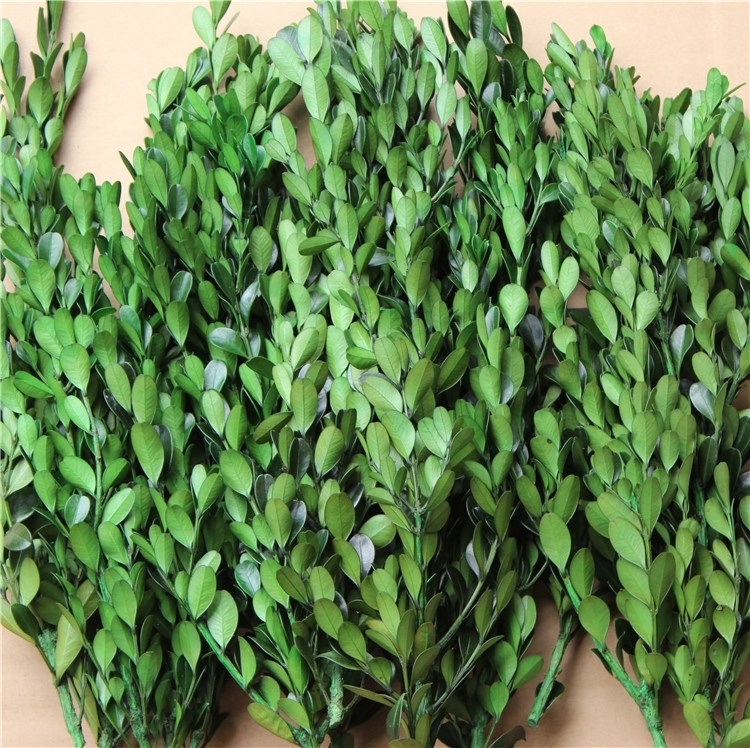 Artificial Preserved Buxus microphylla Metal Flower Design for Home Garden Handicraft Protection for Household Decoration