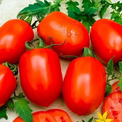 Fresh Tomato with Natural Red Best quality for wholesale / Cherry Tomato | Organic Fresh Tomatoes