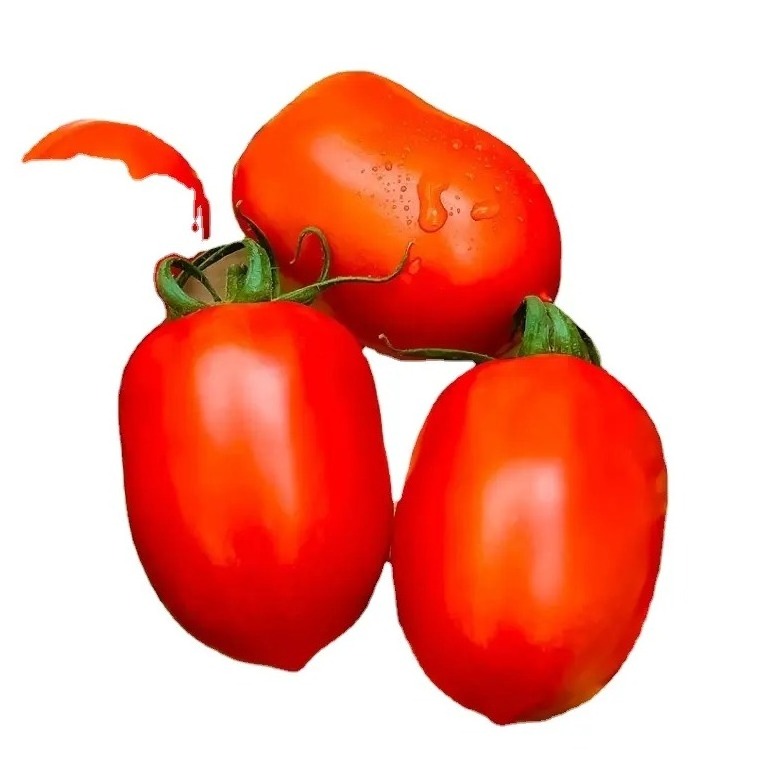 Fresh Tomato with Natural Red Best quality for wholesale / Cherry Tomato | Organic Fresh Tomatoes