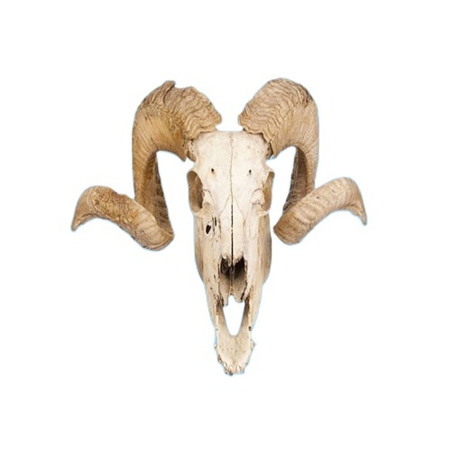 Curly Horned Ram Skull Wall Decal hanging Wall Decoration