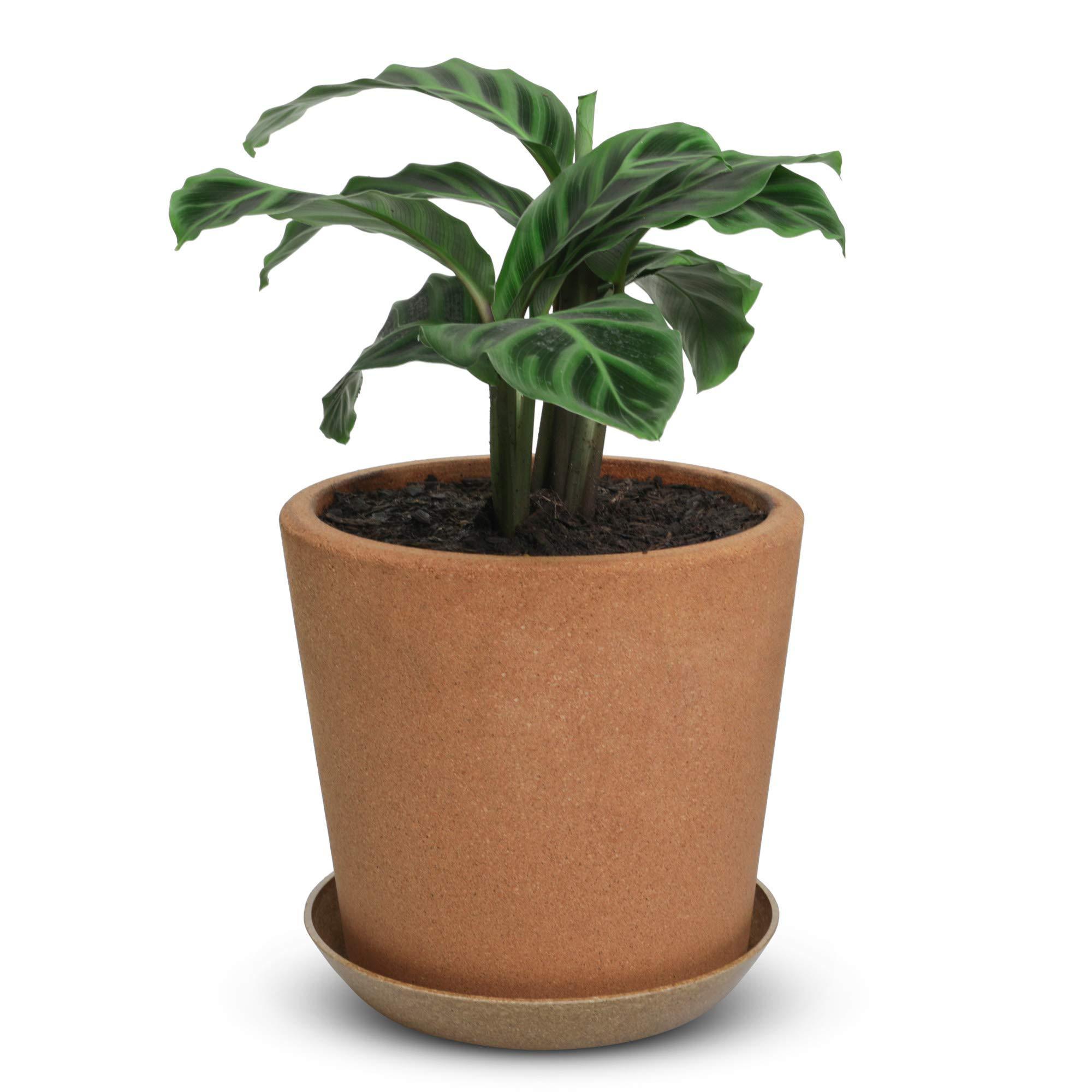 Cork Flower Pot with Drainage Eco-Friendly Natural Pot for Plants- Multi Use Indoor Planter - Gardening Gift