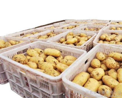 Potato Fresh Sweet Potatoes High Quality Cheap Price Professional Export Wholesalers Fresh Potato