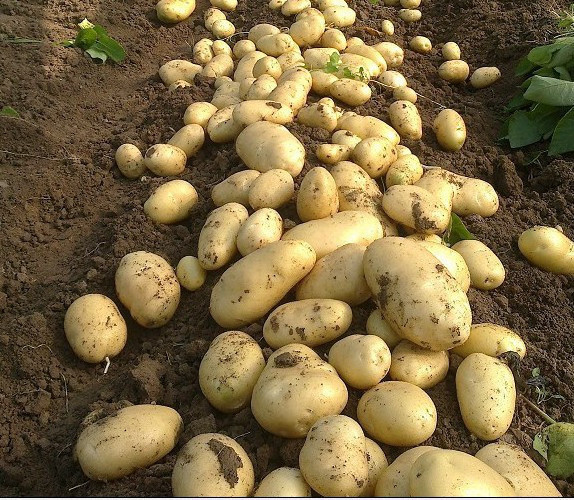 Potato Fresh Sweet Potatoes High Quality Cheap Price Professional Export Wholesalers Fresh Potato