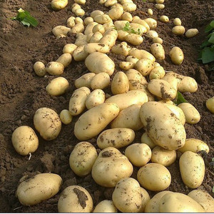 Potato Fresh Sweet Potatoes High Quality Cheap Price Professional Export Wholesalers Fresh Potato