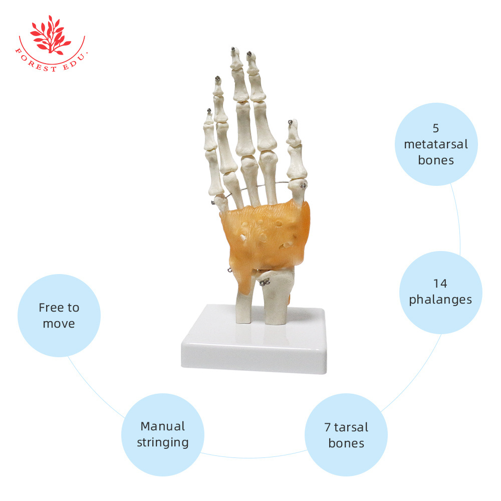 High Quality Teaching Anatomical Hand Joint Model FRT031 PVC Hand Skeleton Model Life-Size Human Hand Joint Model