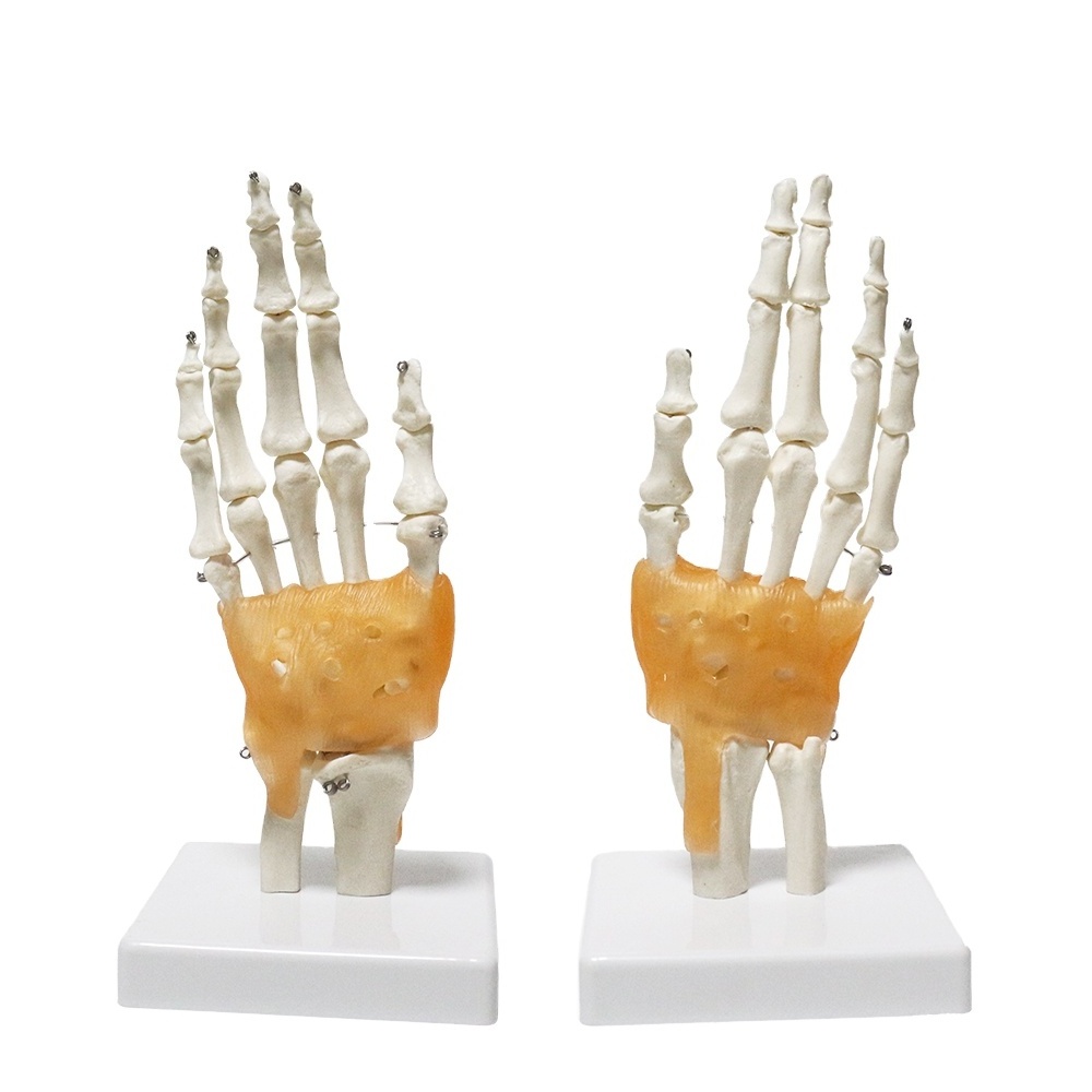 High Quality Teaching Anatomical Hand Joint Model FRT031 PVC Hand Skeleton Model Life-Size Human Hand Joint Model