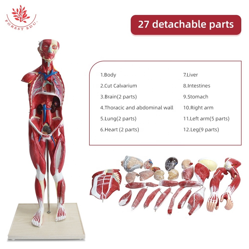 FORESTEDU 80cm 27 parts Medical Anatomy Skeleton Anatomical Human Muscular Model Medical Science Human Muscle Anatomy Model