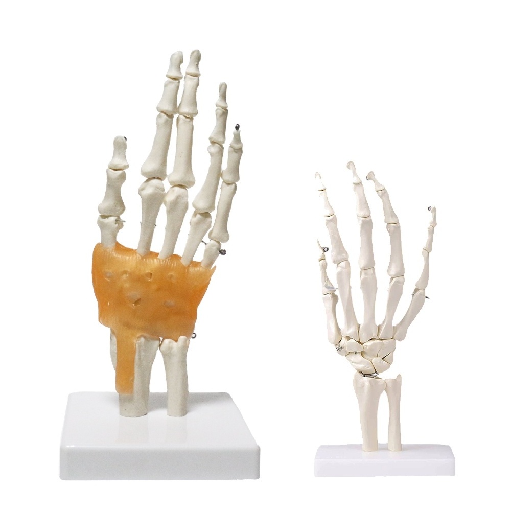 High Quality Teaching Anatomical Hand Joint Model FRT031 PVC Hand Skeleton Model Life-Size Human Hand Joint Model