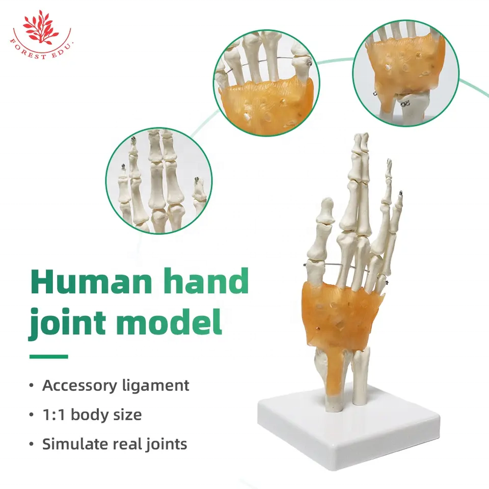 Biological Life Size Hand Joint Model FRT031 PVC Material Human Hand Skeleton Model For Teaching Skeleton Model