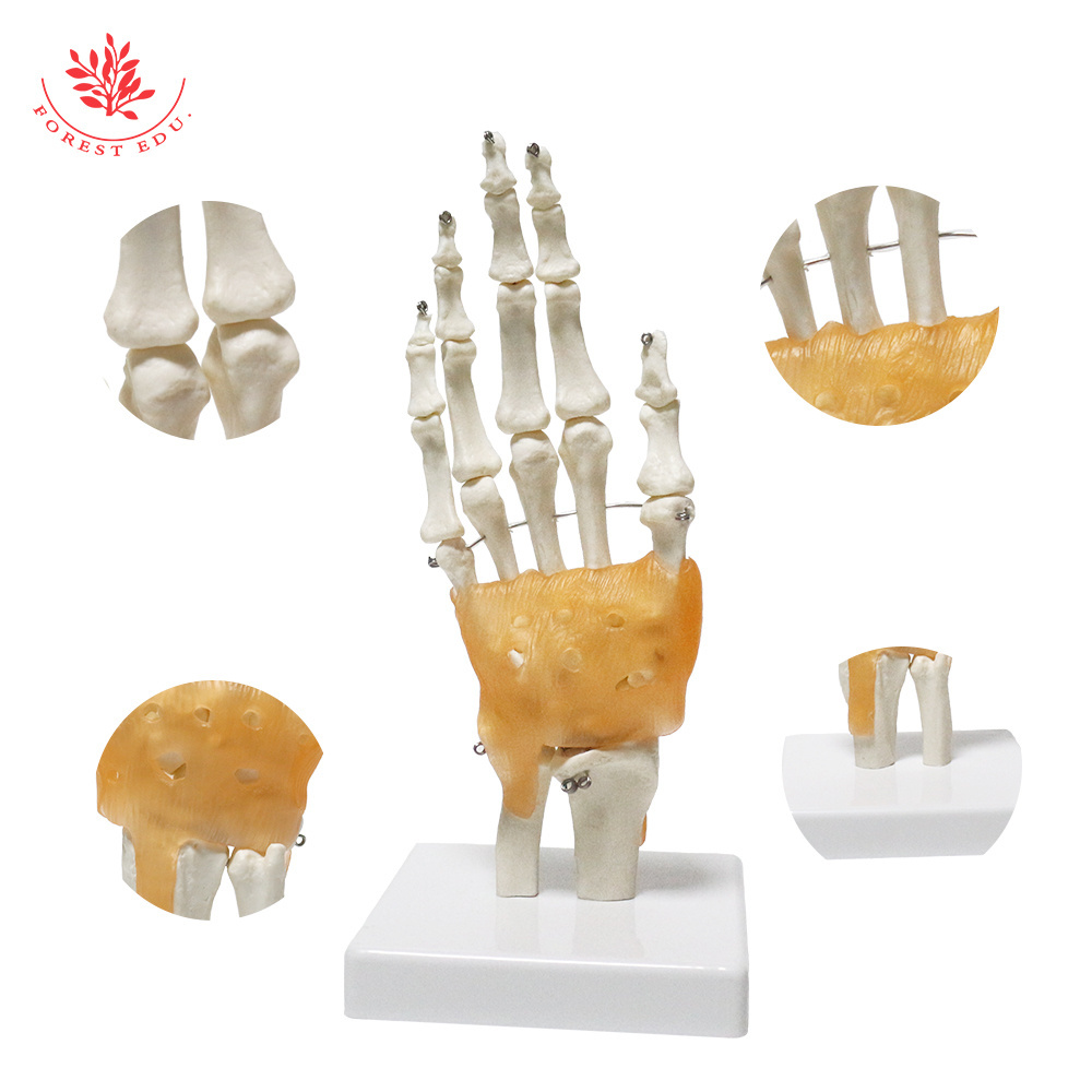 High Quality Teaching Anatomical Hand Joint Model FRT031 PVC Hand Skeleton Model Life-Size Human Hand Joint Model