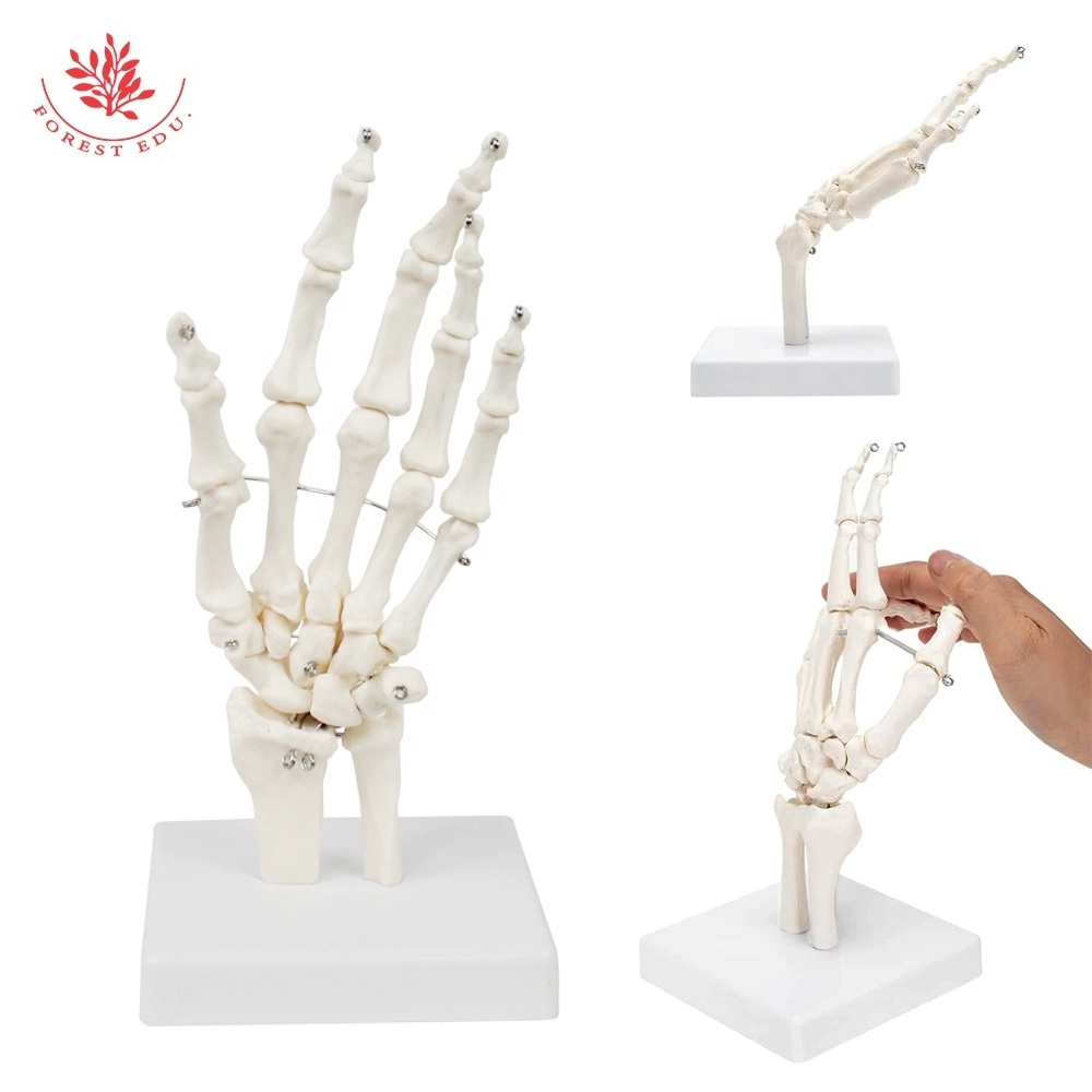 Human Hand Joint Model FRT031-1 Flexible Anatomy Diagram Simulate The Natural State Of Hand Movement