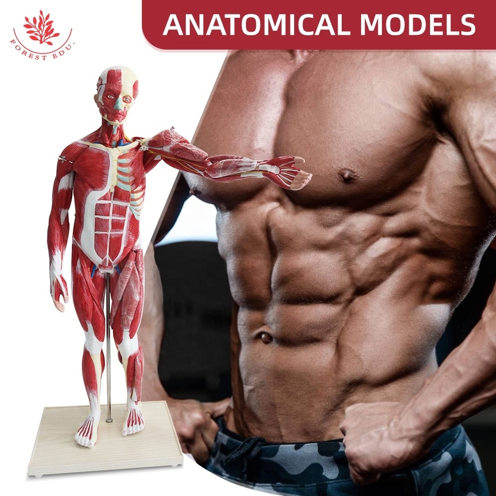 FORESTEDU 80cm 27 parts Medical Anatomy Skeleton Anatomical Human Muscular Model Medical Science Human Muscle Anatomy Model