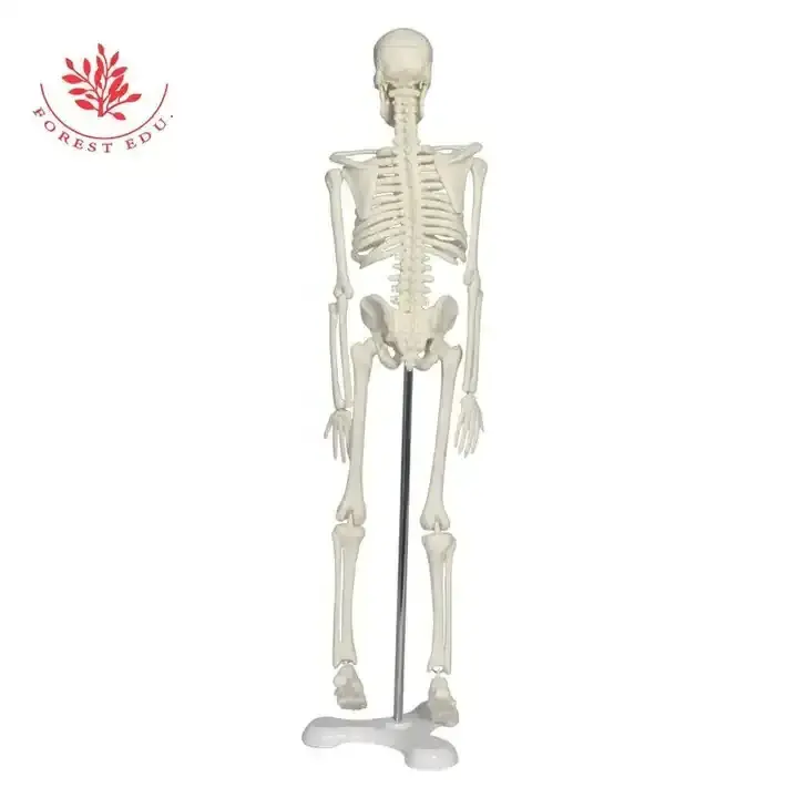 Human Skeleton Model 45cm Mini Decoration Pendant Halloween Gift Anatomical Anatomy Skeleton Art Sketch Gift Doll Skeleton Model