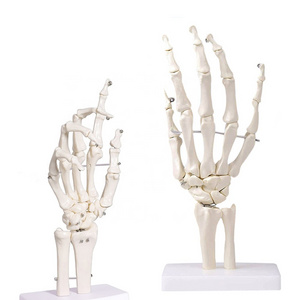 Human Hand Joint Model FRT031-1 Flexible Anatomy Diagram Simulate The Natural State Of Hand Movement