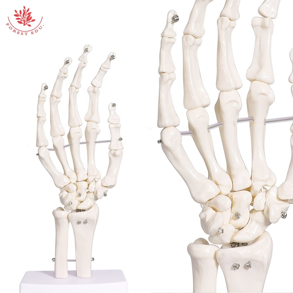 Human Hand Joint Model FRT031-1 Flexible Anatomy Diagram Simulate The Natural State Of Hand Movement