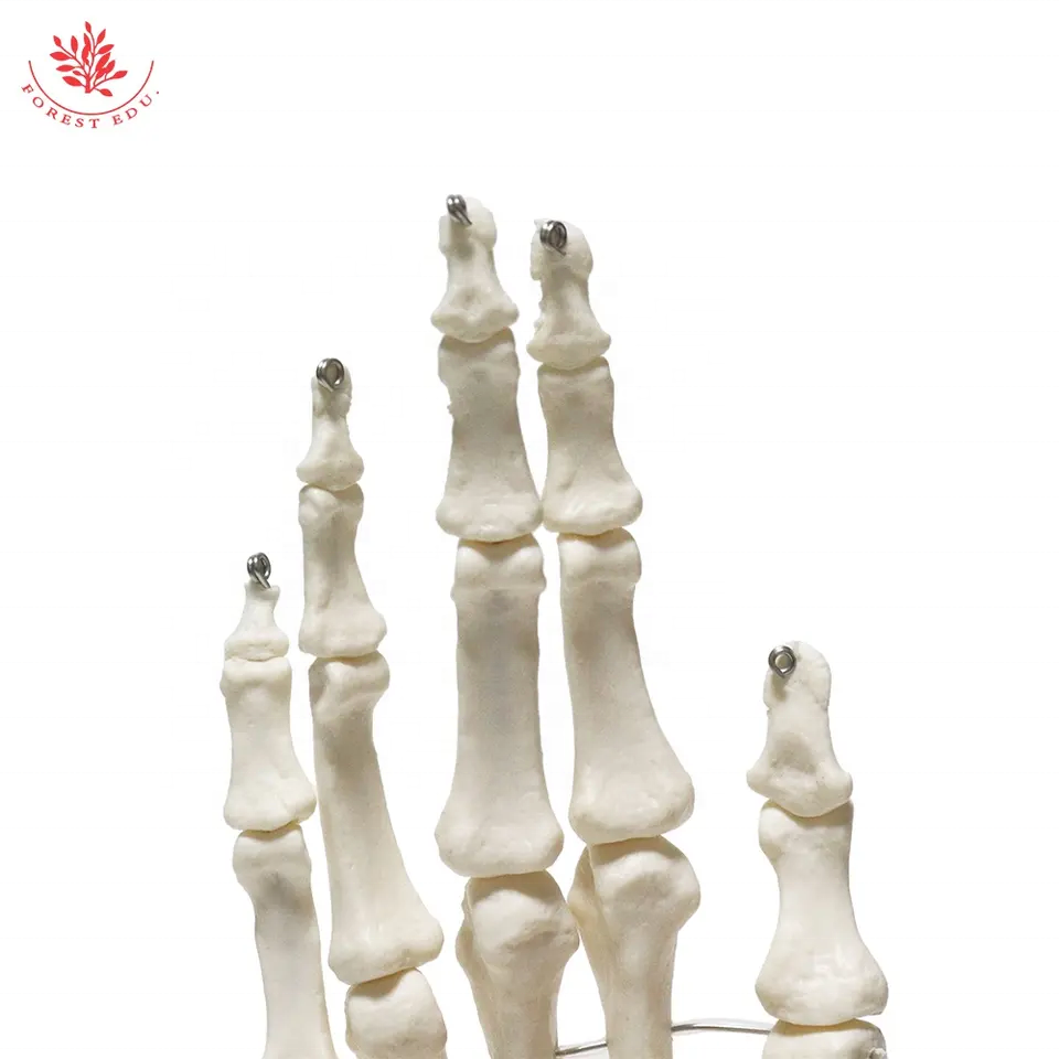 Biological Life Size Hand Joint Model FRT031 PVC Material Human Hand Skeleton Model For Teaching Skeleton Model