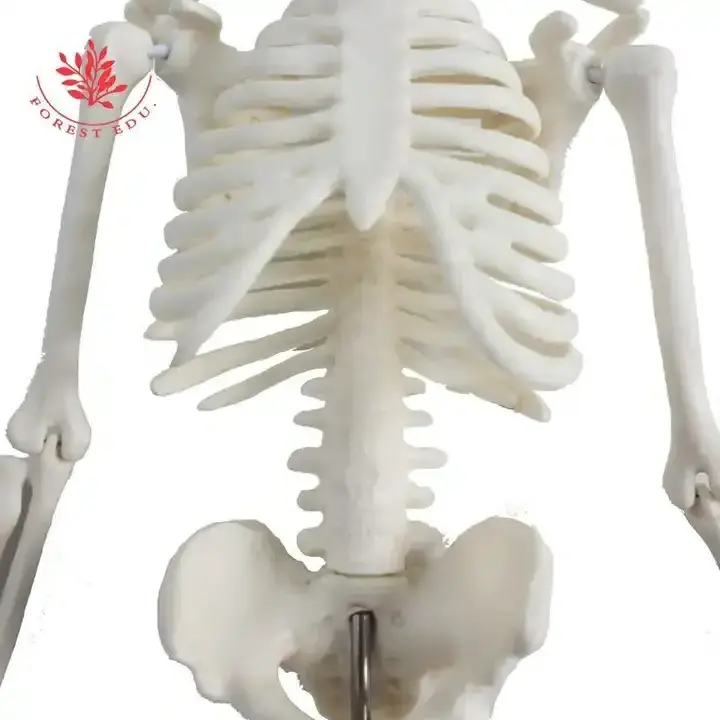 Human Skeleton Model 45cm Mini Decoration Pendant Halloween Gift Anatomical Anatomy Skeleton Art Sketch Gift Doll Skeleton Model