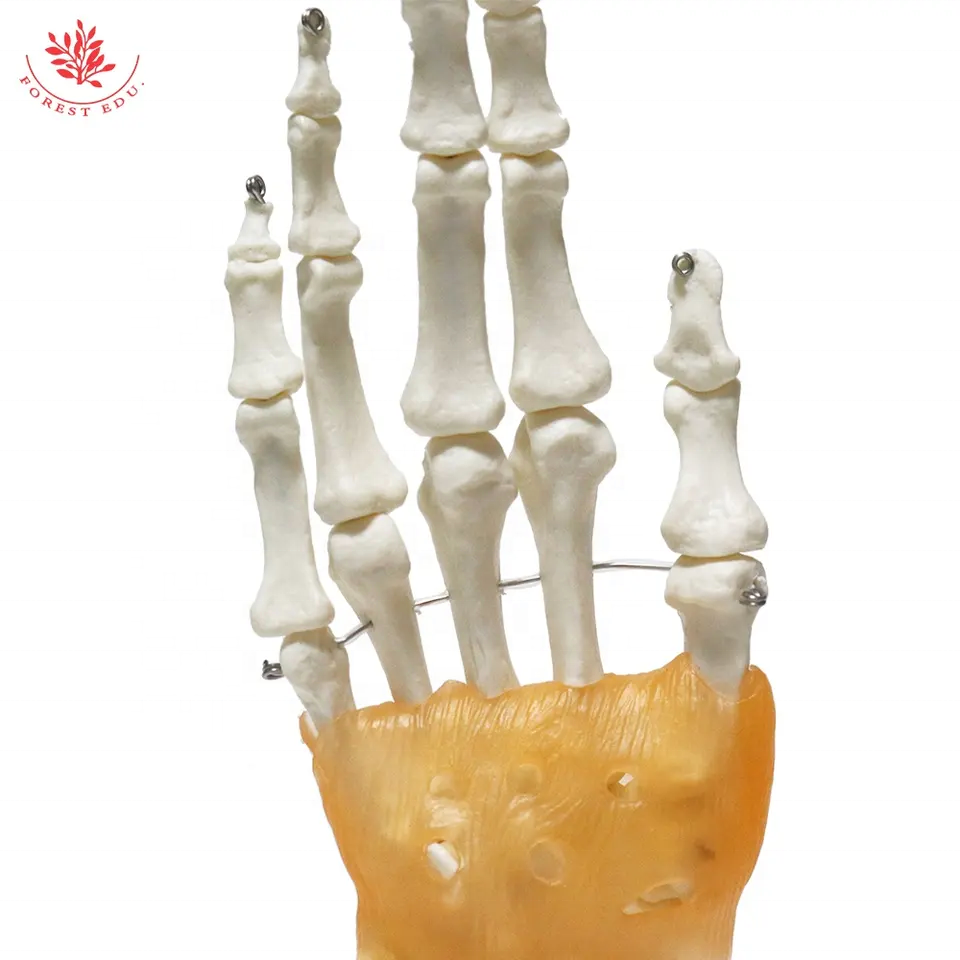 Biological Life Size Hand Joint Model FRT031 PVC Material Human Hand Skeleton Model For Teaching Skeleton Model