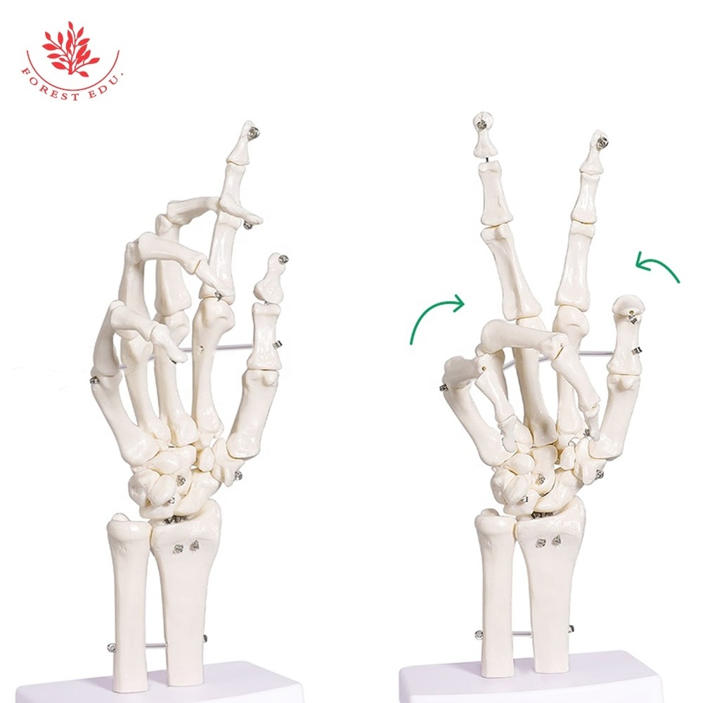 Human Hand Joint Model FRT031-1 Flexible Anatomy Diagram Simulate The Natural State Of Hand Movement