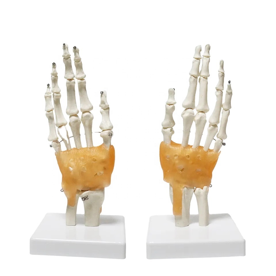 Biological Life Size Hand Joint Model FRT031 PVC Material Human Hand Skeleton Model For Teaching Skeleton Model