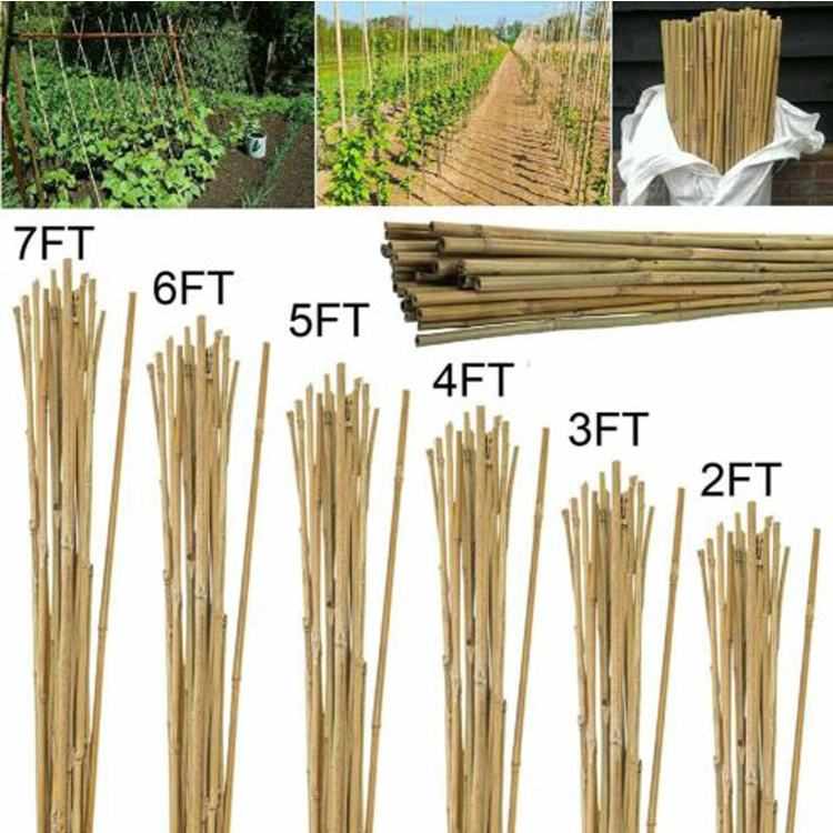 Factory Wholesale Price Tonkin Bamboo Cane Garden Stake Moso Natural Artificial Raw Bamboo Poles