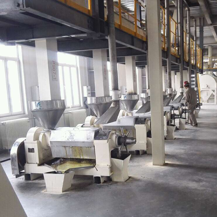 Different production rates Peanut Sesame Rape seed small oil presser press machine,press oil almond oil cold pressed