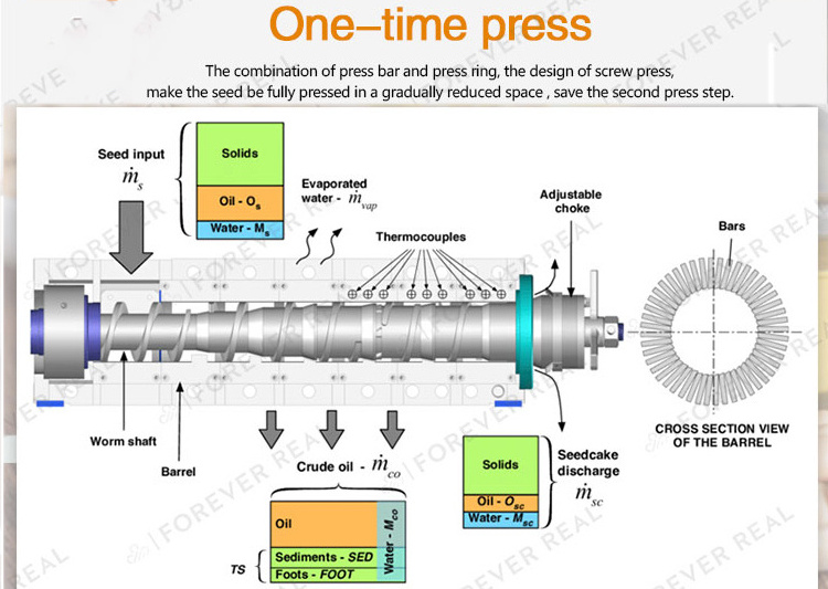 Different production rates Peanut Sesame Rape seed small oil presser press machine,press oil almond oil cold pressed