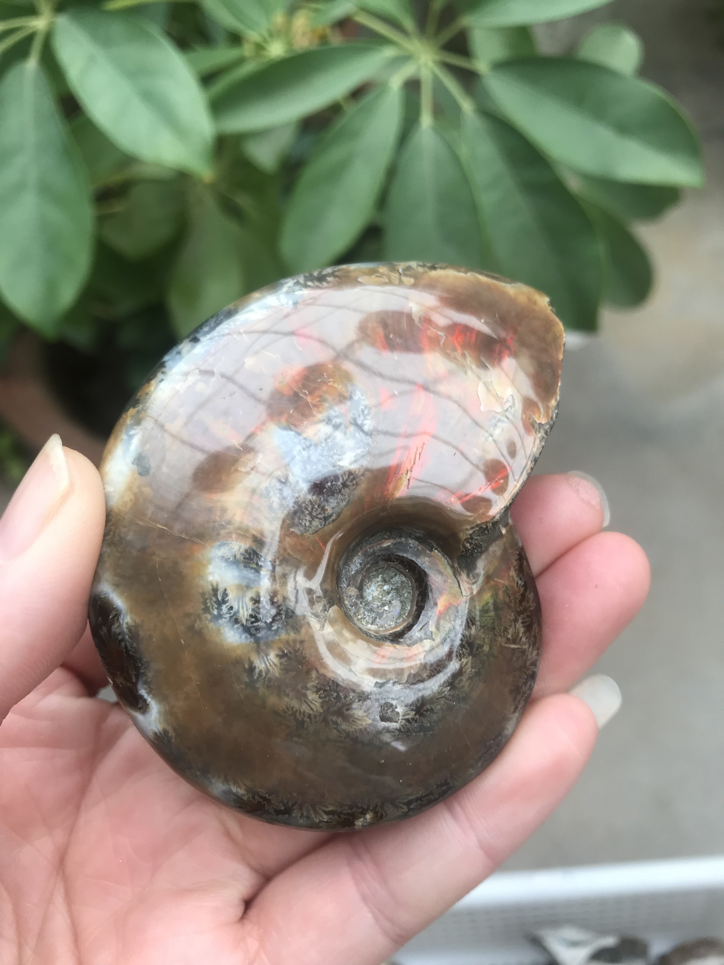 Wholesale Natural Ammonite Fossil Conch Stone Specimen