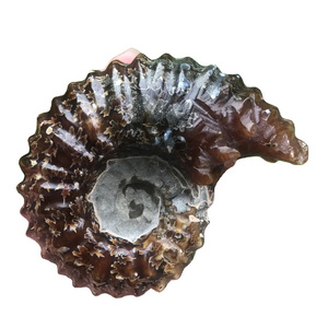 Wholesale Natural Ammonite Fossil Conch Stone Specimen