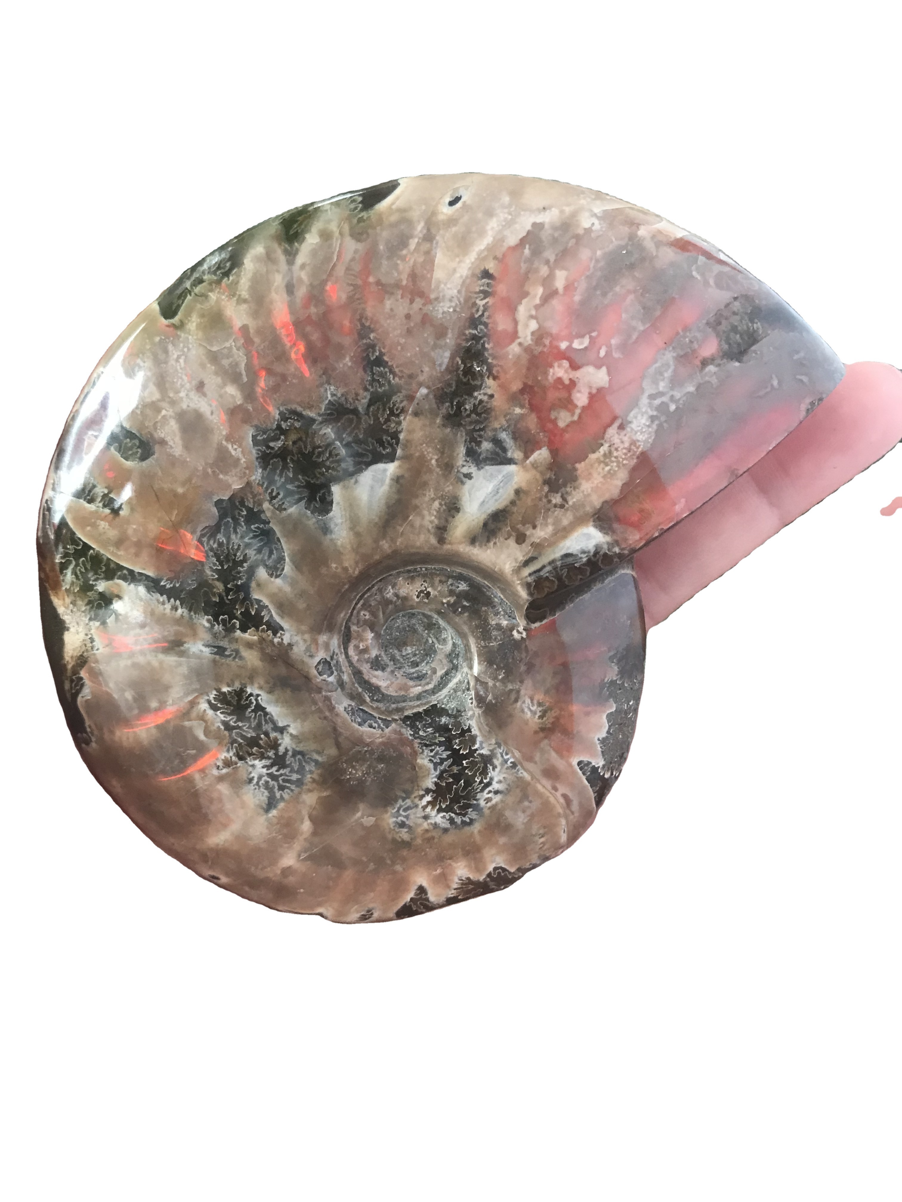 Wholesale Natural Ammonite Fossil Conch Stone Specimen