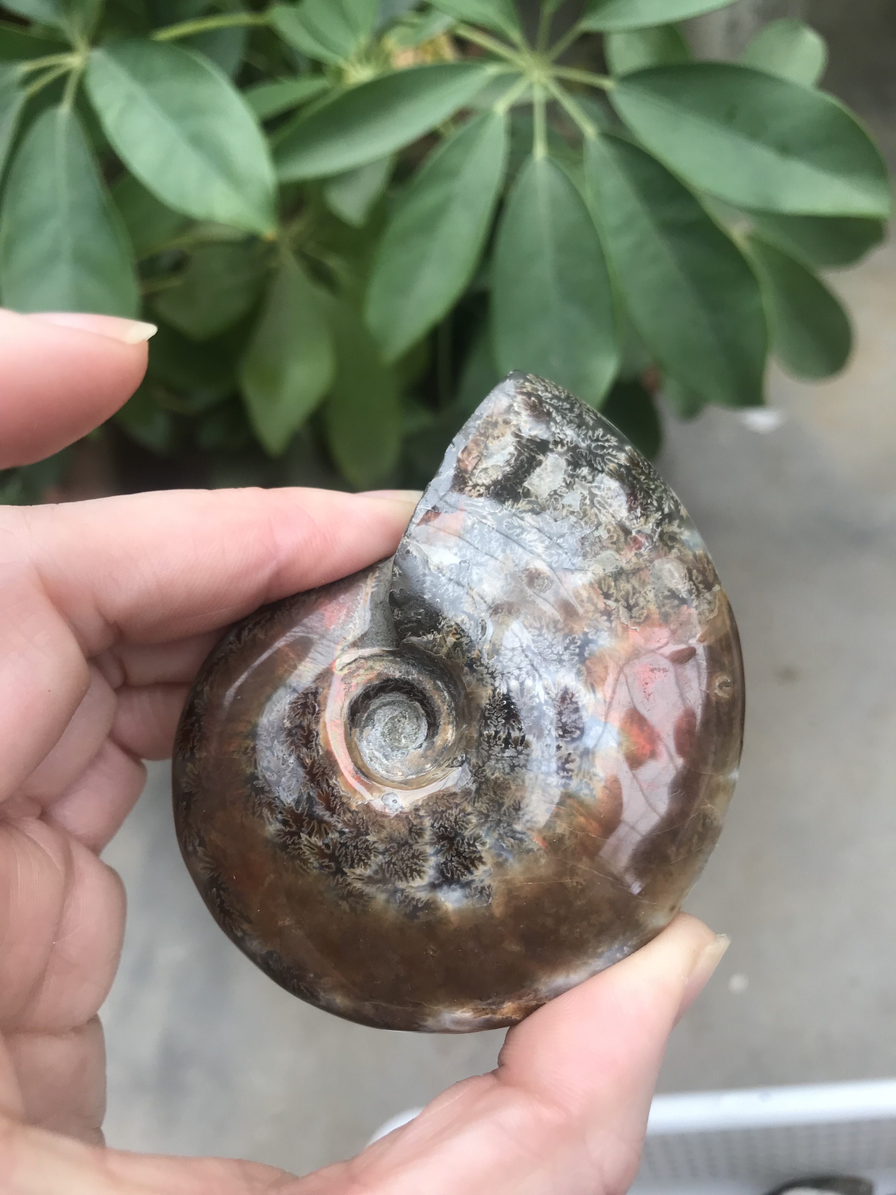 Wholesale Natural Ammonite Fossil Conch Stone Specimen