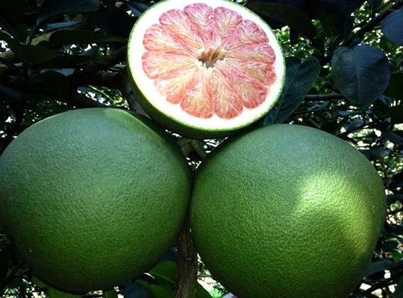 CUSTOMIZED BRAND GREEN SKIN POMELO MADE IN VIETNAM  EU QUALIFIED FOR EXPORT WITH THE BEST PRICE