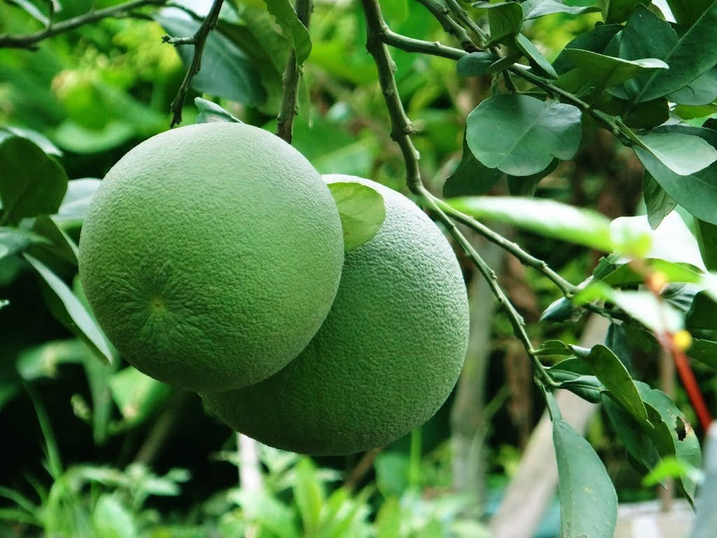 CUSTOMIZED BRAND GREEN SKIN POMELO MADE IN VIETNAM  EU QUALIFIED FOR EXPORT WITH THE BEST PRICE