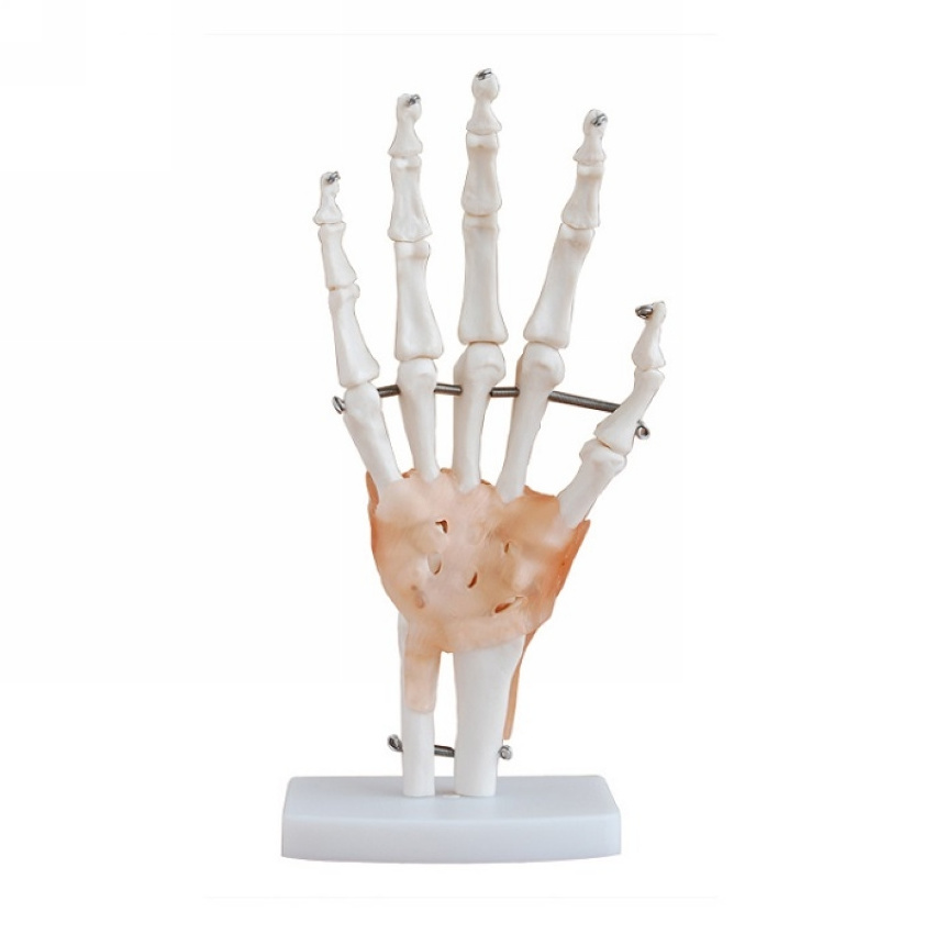 High quality pvc human skeleton hand joint model/Hand muscle attached vascular nerve model