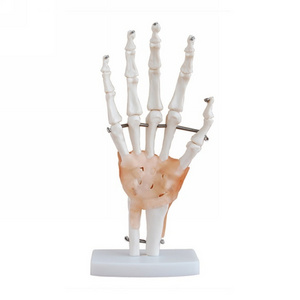 High quality pvc human skeleton hand joint model/Hand muscle attached vascular nerve model