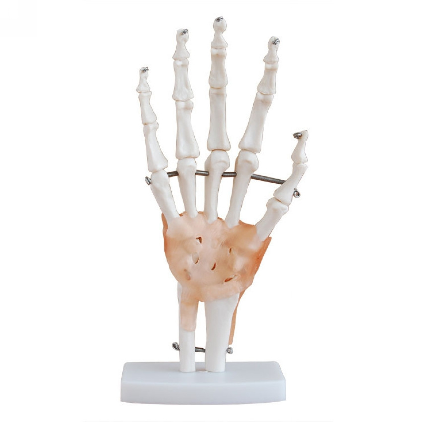 High quality pvc human skeleton hand joint model/Hand muscle attached vascular nerve model