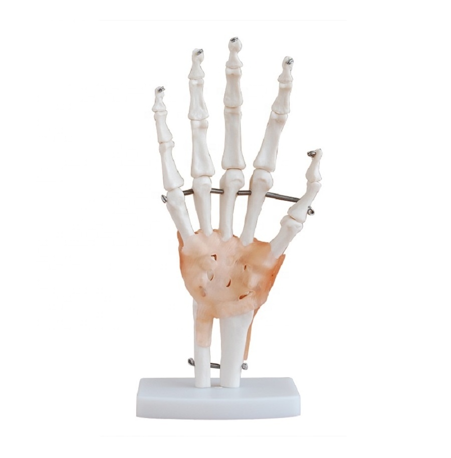 The model of Hand joint /The model of wrist joint