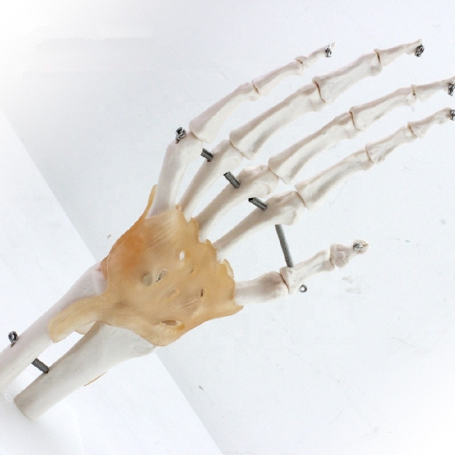 The model of Hand joint /The model of wrist joint