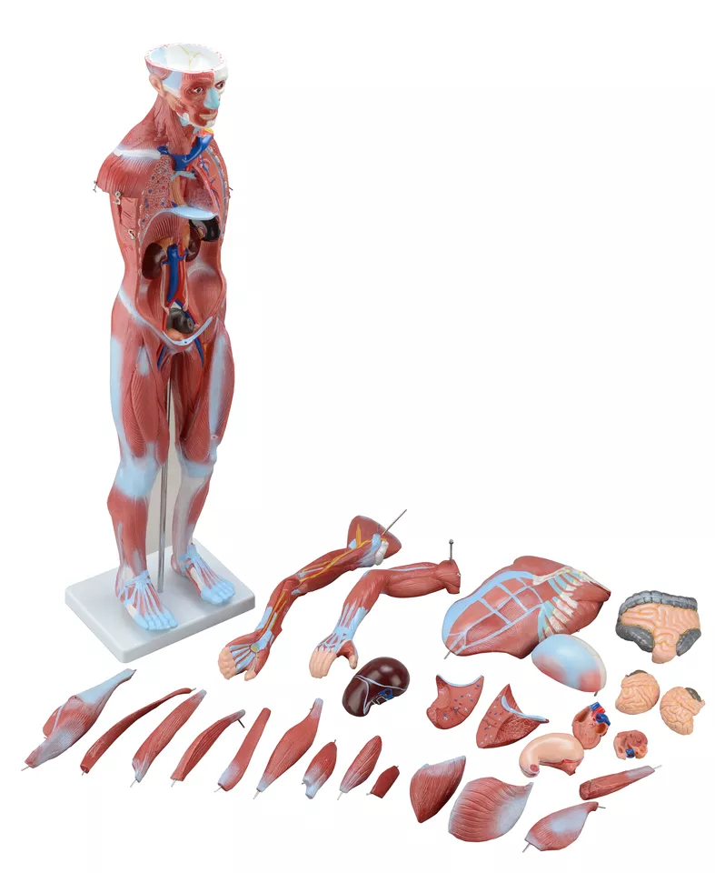 80CM Human Body Muscle Anatomy Model With 27 Parts Silicone Model