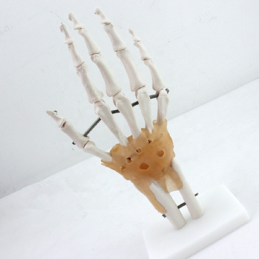 The model of Hand joint /The model of wrist joint