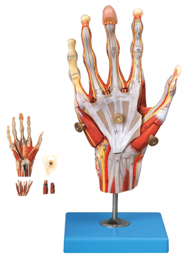 High quality pvc human skeleton hand joint model/Hand muscle attached vascular nerve model