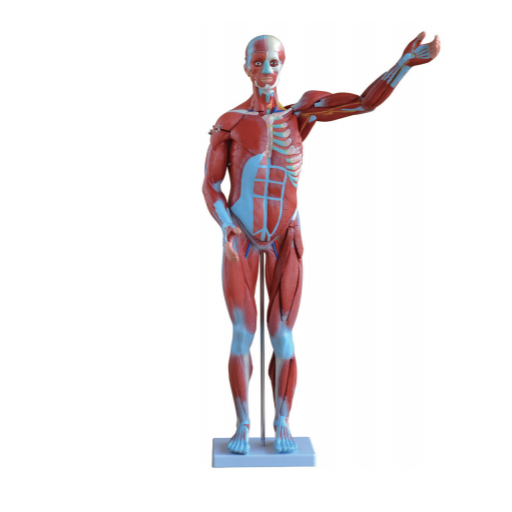 80CM Human Body Muscle Anatomy Model With 27 Parts Silicone Model