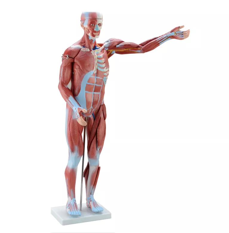 80CM Human Body Muscle Anatomy Model With 27 Parts Silicone Model