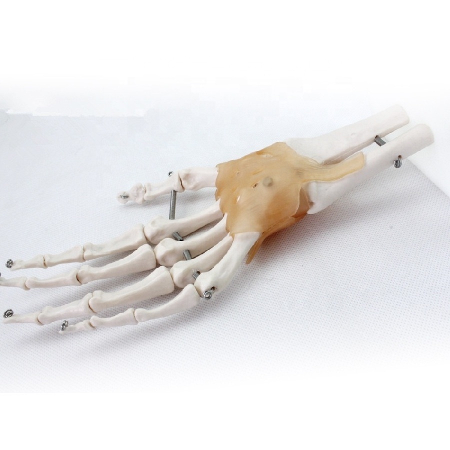 The model of Hand joint /The model of wrist joint