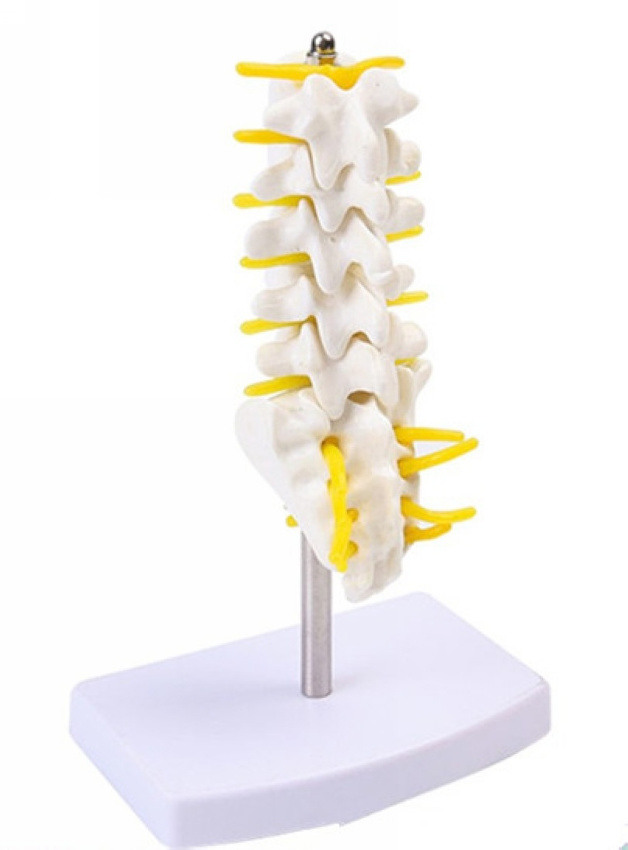 High quality pvc human skeleton hand joint model/Hand muscle attached vascular nerve model