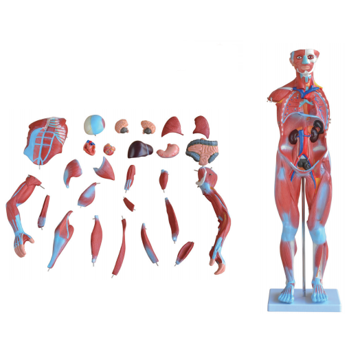 80CM Human Body Muscle Anatomy Model With 27 Parts Silicone Model