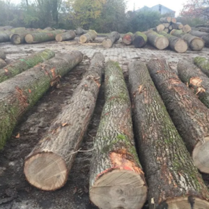 Hot Sale 1/2 Birch Wood Logs & Lumber For Sale , West Africa Timber Logs , Cheap Hardwood Logs