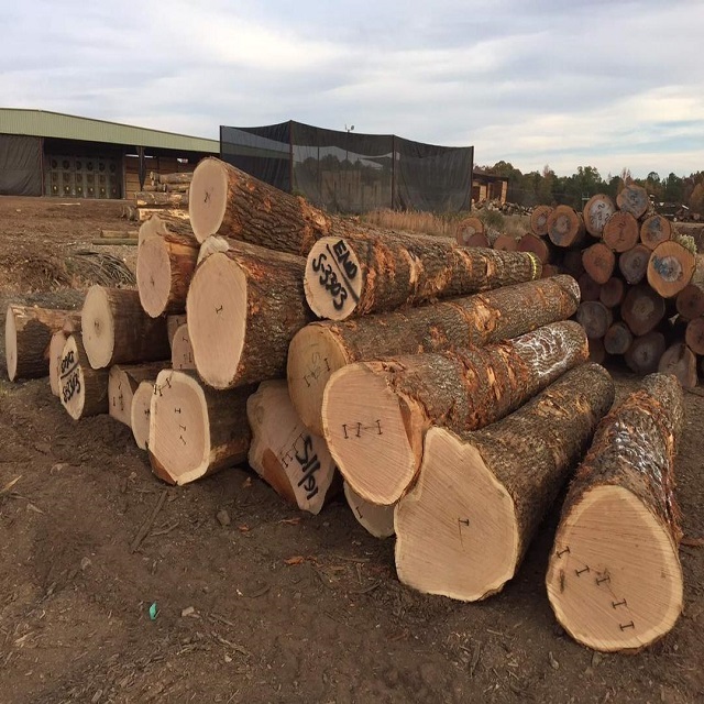 High Quality Beech Wood Logs / Sawn Spruce Wood Logs Pine Wood lumber