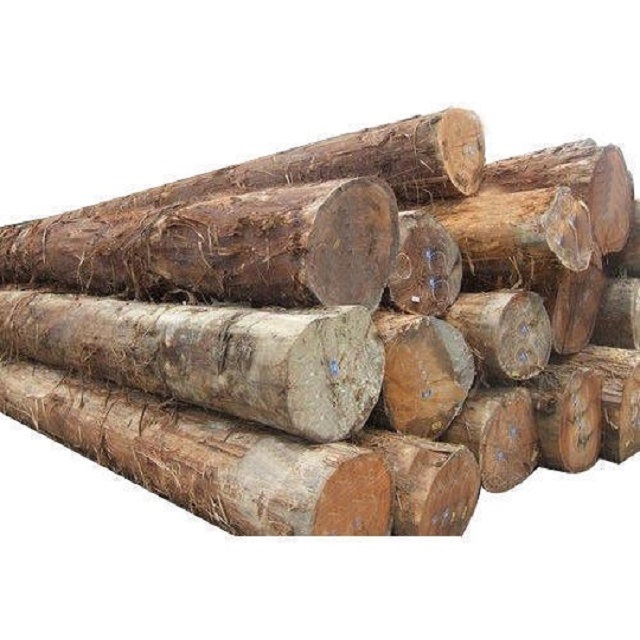 2023 PINE SPRUCE BIRCH OAK ASH LOGS/TIMBER and eucalyptus timber wood logs